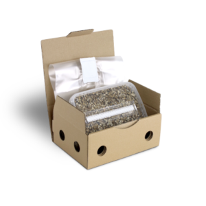 Buy Sterile Magic Mushroom substrate for p. Cubensis Small online