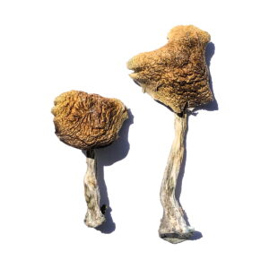 Buy Wollongong Magic Mushrooms online. Wollongong Magic Mushrooms (Psilocybe Cubensis Wollongong) are an Australian strain of mushrooms. This strain was first discovered in the Illawarra escarpment near Wollongong, Australia. The MMD team has scoured the globe for the most authentic genetics of a strain that originated on the opposite side of the world. The search has been concluded, and we are pleased to offer you with this mushroom strain. Buy Wollongong Magic Mushrooms online