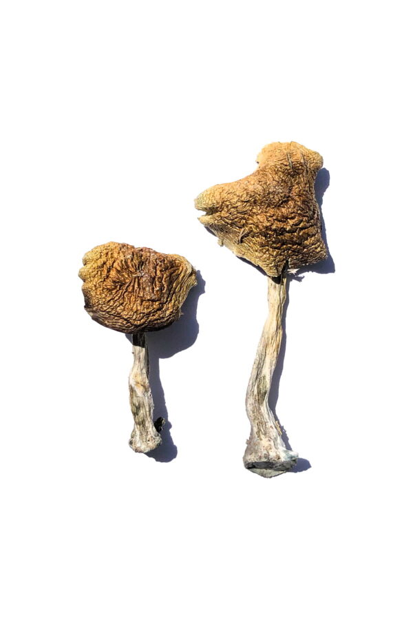 Buy Wollongong Magic Mushrooms online. Wollongong Magic Mushrooms (Psilocybe Cubensis Wollongong) are an Australian strain of mushrooms. This strain was first discovered in the Illawarra escarpment near Wollongong, Australia. The MMD team has scoured the globe for the most authentic genetics of a strain that originated on the opposite side of the world. The search has been concluded, and we are pleased to offer you with this mushroom strain. Buy Wollongong Magic Mushrooms online