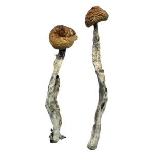 Buy Wavy Caps Magic Mushrooms Online