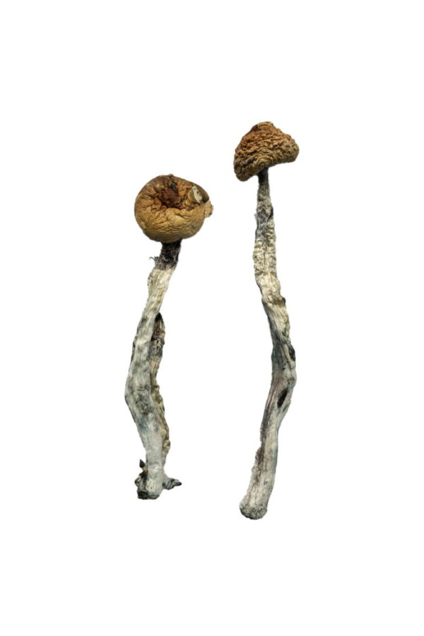 Buy Wavy Caps Magic Mushrooms Online