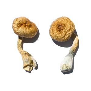 Buy Cambodian Gold Magic Mushrooms online