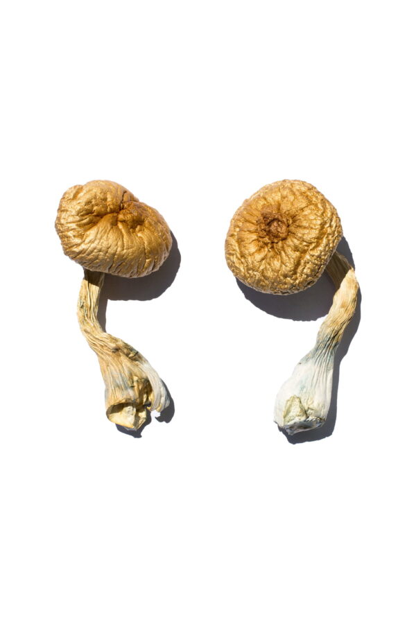 Buy Cambodian Gold Magic Mushrooms online