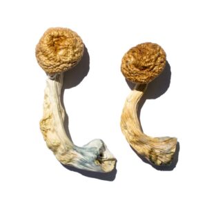 Buy Cambodian Magic Mushrooms online.