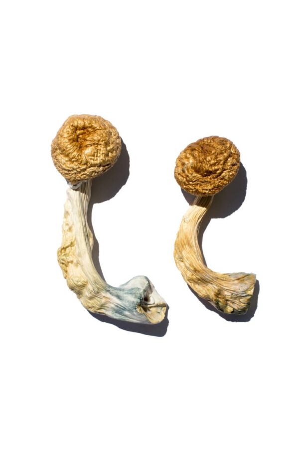 Buy Cambodian Magic Mushrooms online.