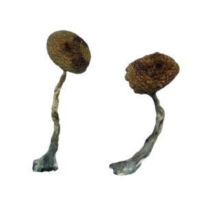 Buy Costa Rican Magic Mushrooms online.