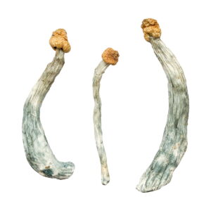 Buy Creeper Magic Mushrooms online