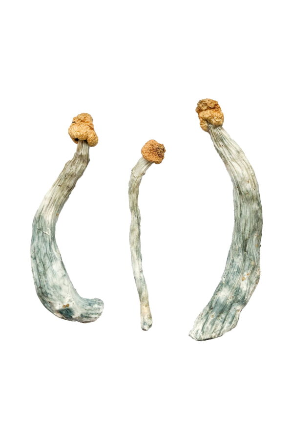 Buy Creeper Magic Mushrooms online