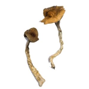 Buy Daddy Long Legs Magic Mushrooms online.