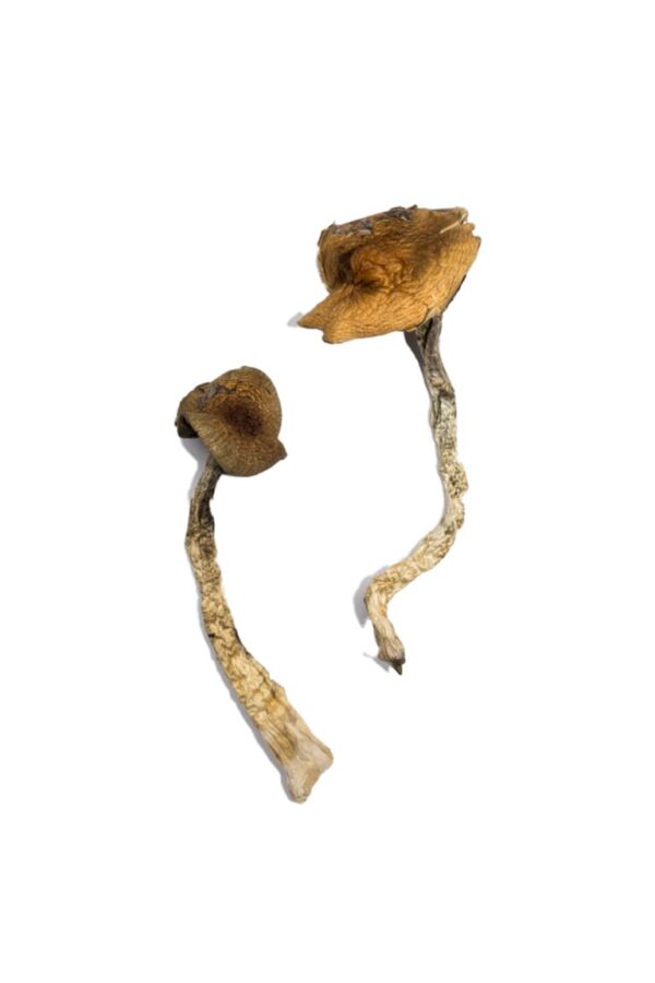 Buy Daddy Long Legs Magic Mushrooms online.