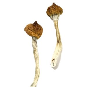 Buy Dancing Tiger Magic Mushrooms online