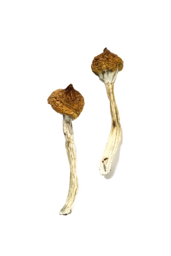 Buy Dancing Tiger Magic Mushrooms online