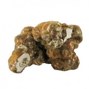 Buy Psilocybe tampanensis Magic Truffles Online