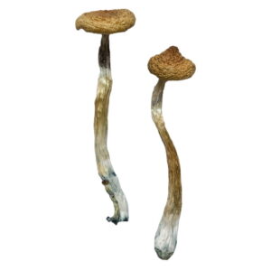 Buy Escondido Magic Mushrooms online.