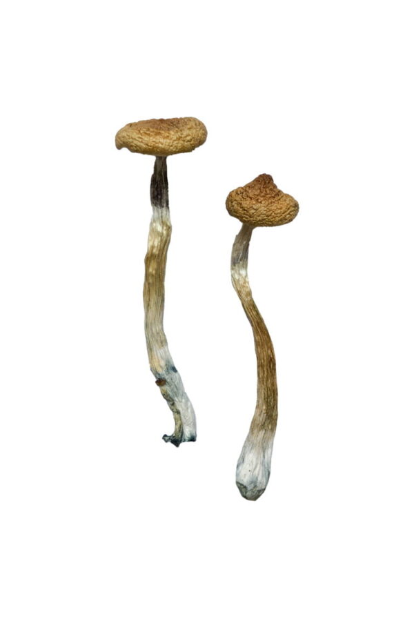 Buy Escondido Magic Mushrooms online.