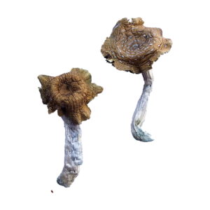 Buy Florida White (F+) Magic Mushrooms online.