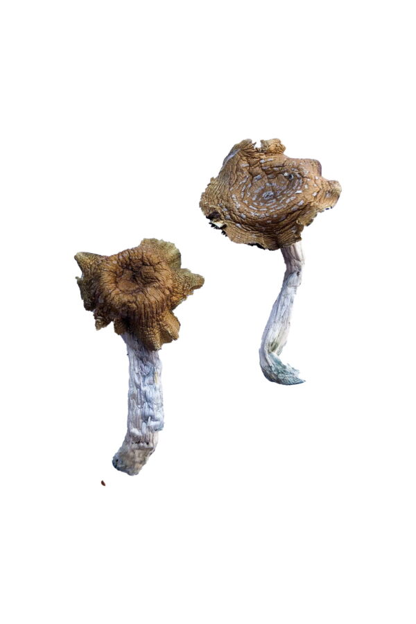 Buy Florida White (F+) Magic Mushrooms online.