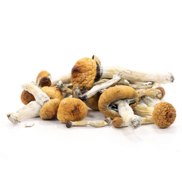 Golden Teacher Mushrooms For Sale Australia