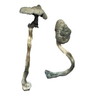 Buy Great White Monster Magic Mushrooms online.