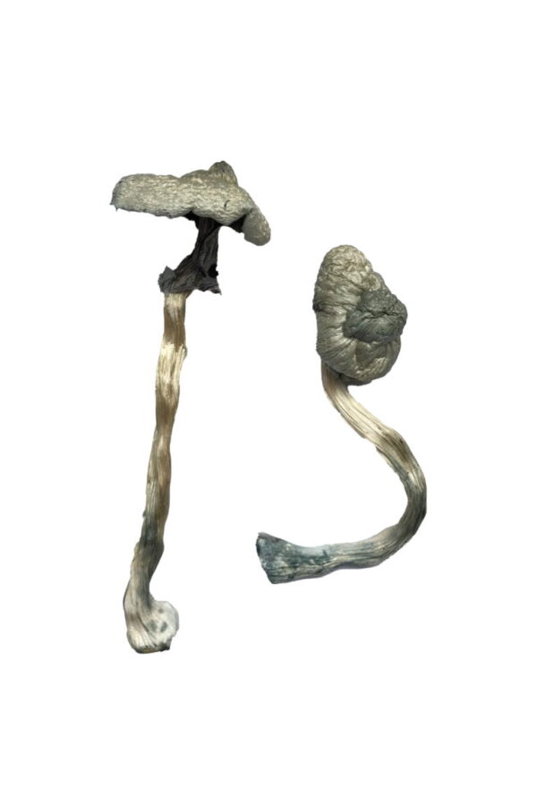 Buy Great White Monster Magic Mushrooms online.