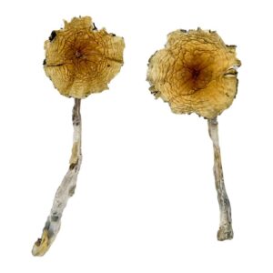 Buy Guadalajara Mexico Magic Mushrooms online