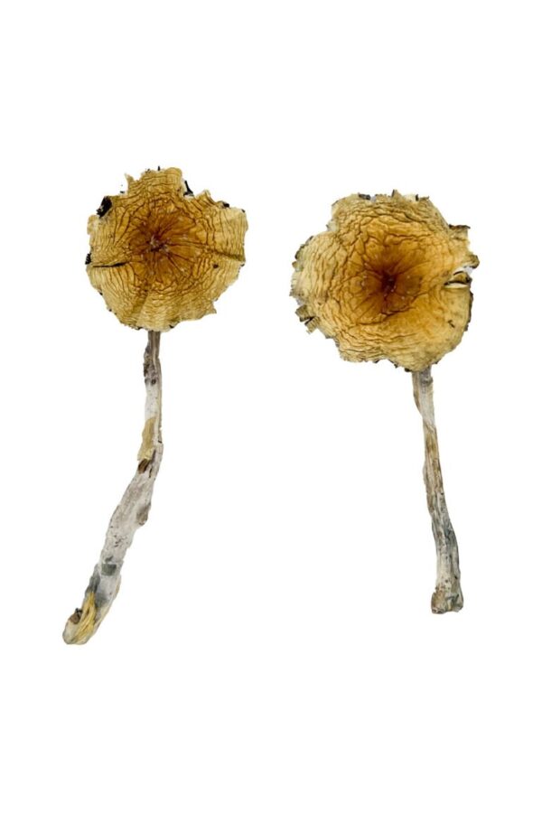 Buy Guadalajara Mexico Magic Mushrooms online