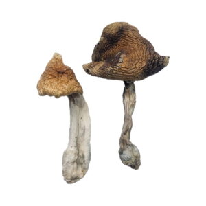 Buy Hawaiian Magic Mushrooms online