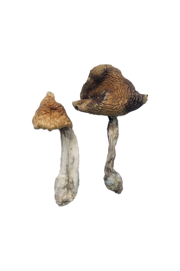 Buy Hawaiian Magic Mushrooms online