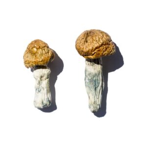 Buy Hero Magic Mushrooms online