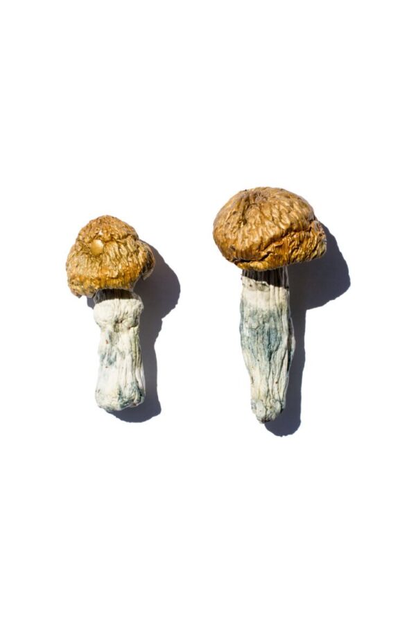 Buy Hero Magic Mushrooms online