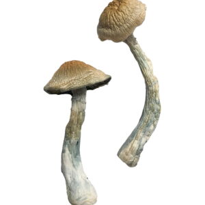 Buy HillBilly Magic Mushrooms online