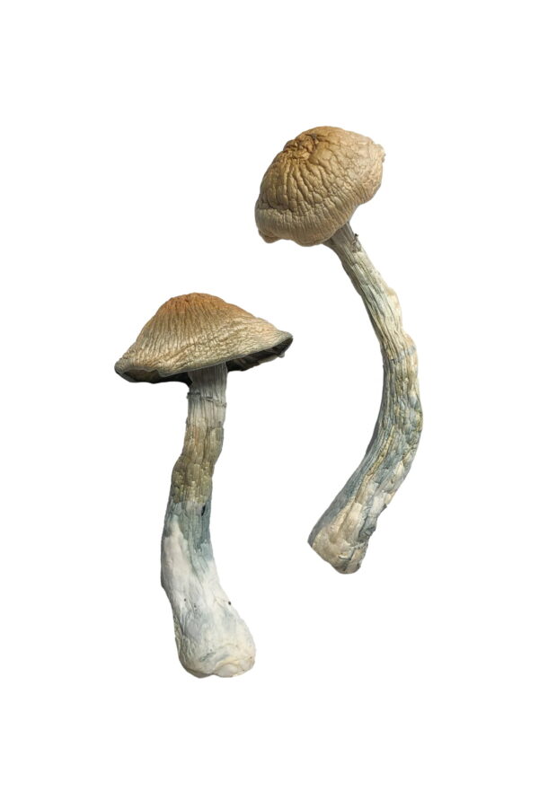 Buy HillBilly Magic Mushrooms online