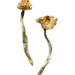 Buy Huautla Magic Mushrooms online