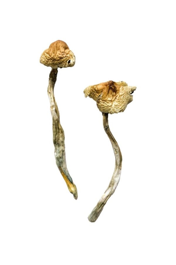 Buy Huautla Magic Mushrooms online