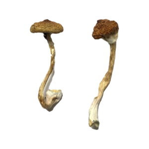 Buy Koh Samui Super Strain Magic Mushrooms online.