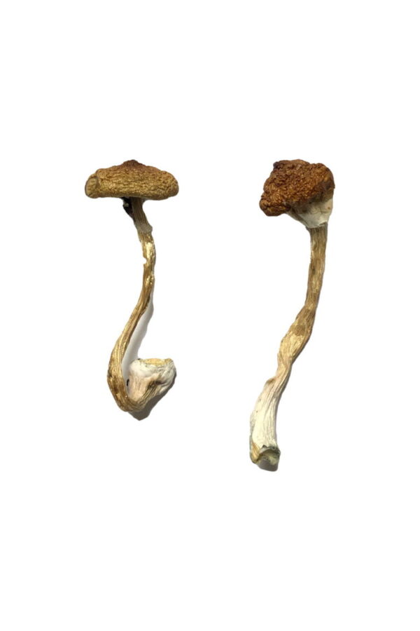 Buy Koh Samui Super Strain Magic Mushrooms online.