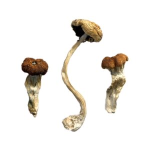 Buy Malaysian Magic Mushrooms online.