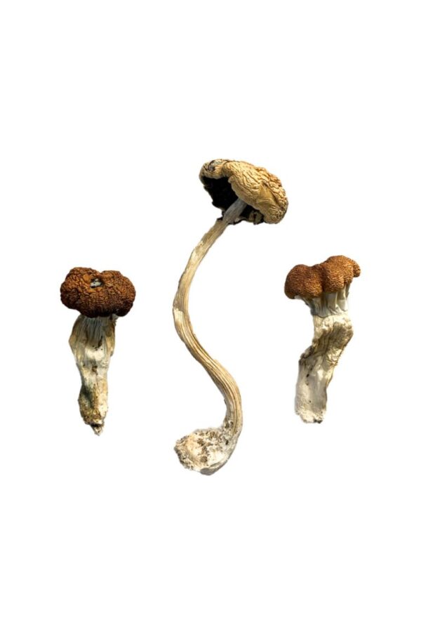 Buy Malaysian Magic Mushrooms online.