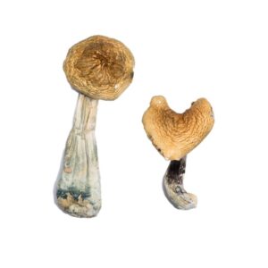 Buy McKennaii Magic Mushrooms online.