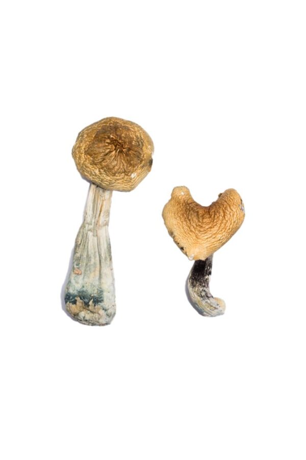 Buy McKennaii Magic Mushrooms online.