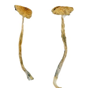 Buy Nepal Chitwan Magic Mushrooms online