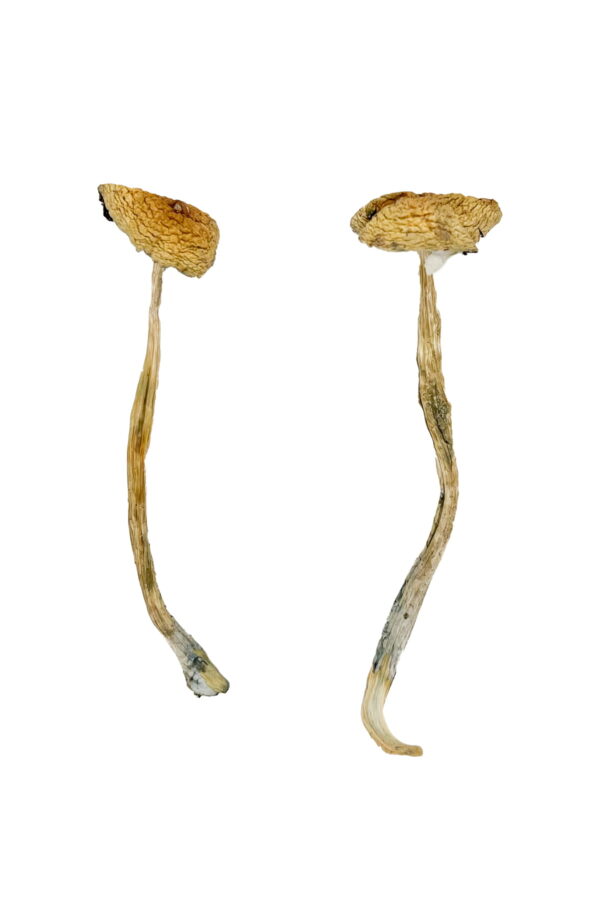 Buy Nepal Chitwan Magic Mushrooms online