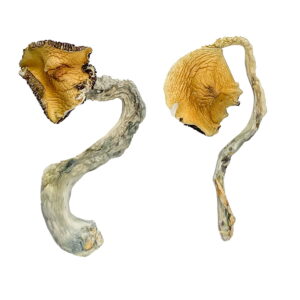 Buy Panama Magic Mushrooms online