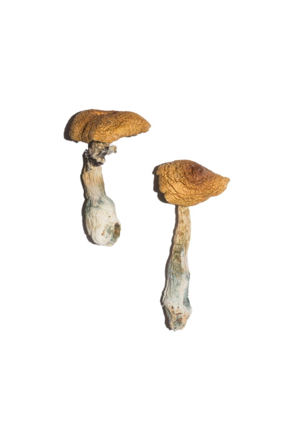 Buy Penis Envy 6 (PE6) Magic Mushrooms online