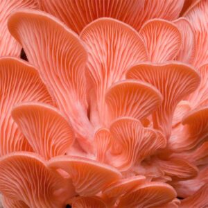 Buy Pleurotus djamor Culture Online