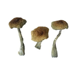 Buy Psilocybe Aztecorum Magic Mushrooms online