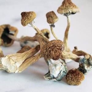 Psilocybe azurescens for sale