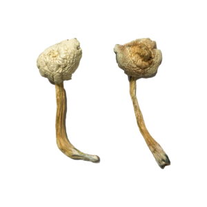 Buy Rusty Whyte Magic Mushrooms online.