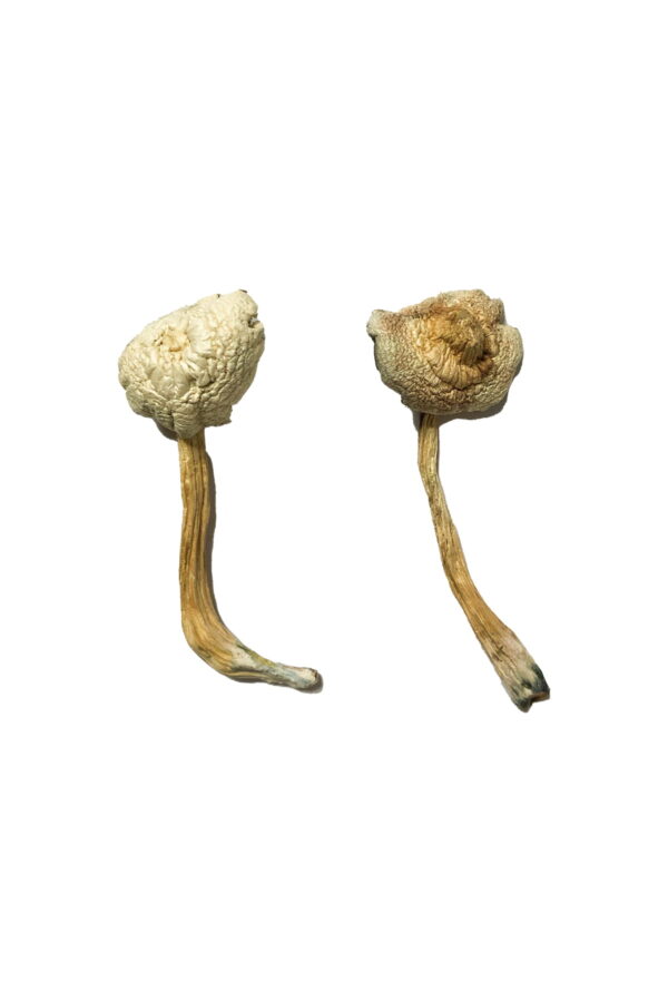 Buy Rusty Whyte Magic Mushrooms online.