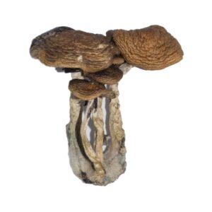 Buy South American Magic Mushrooms online.